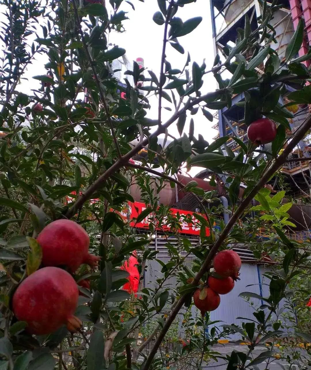 20201102093333081015