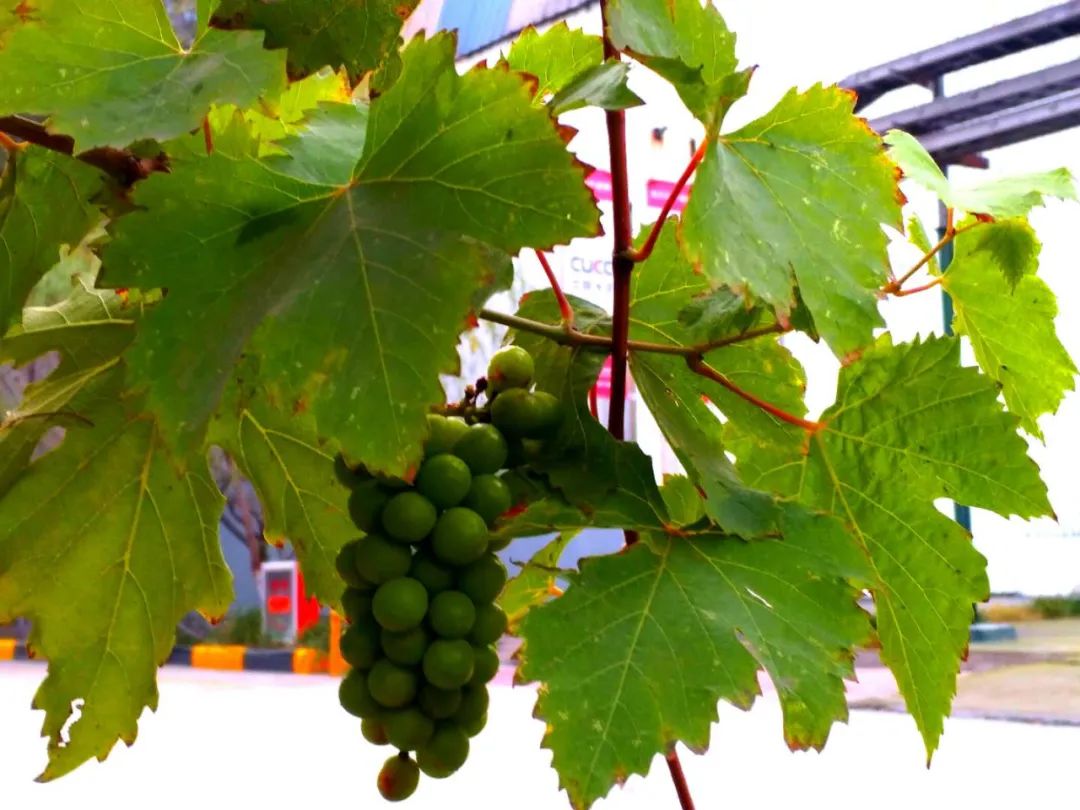 20201109094139905026