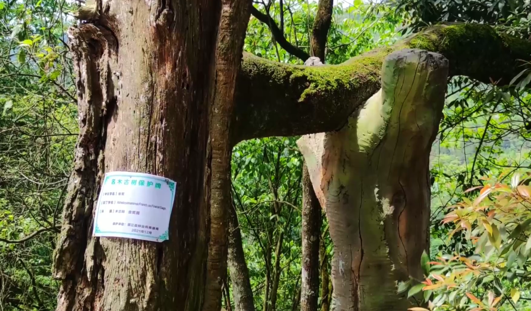 20220614174614785822